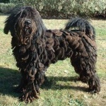 Bergamasco.jpg